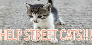 Help street cats